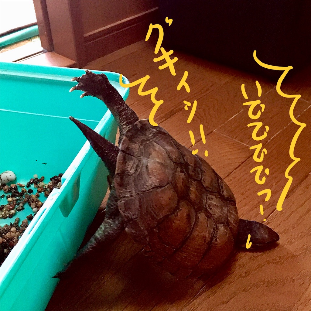 f:id:munazouchan48:20180324205402j:image