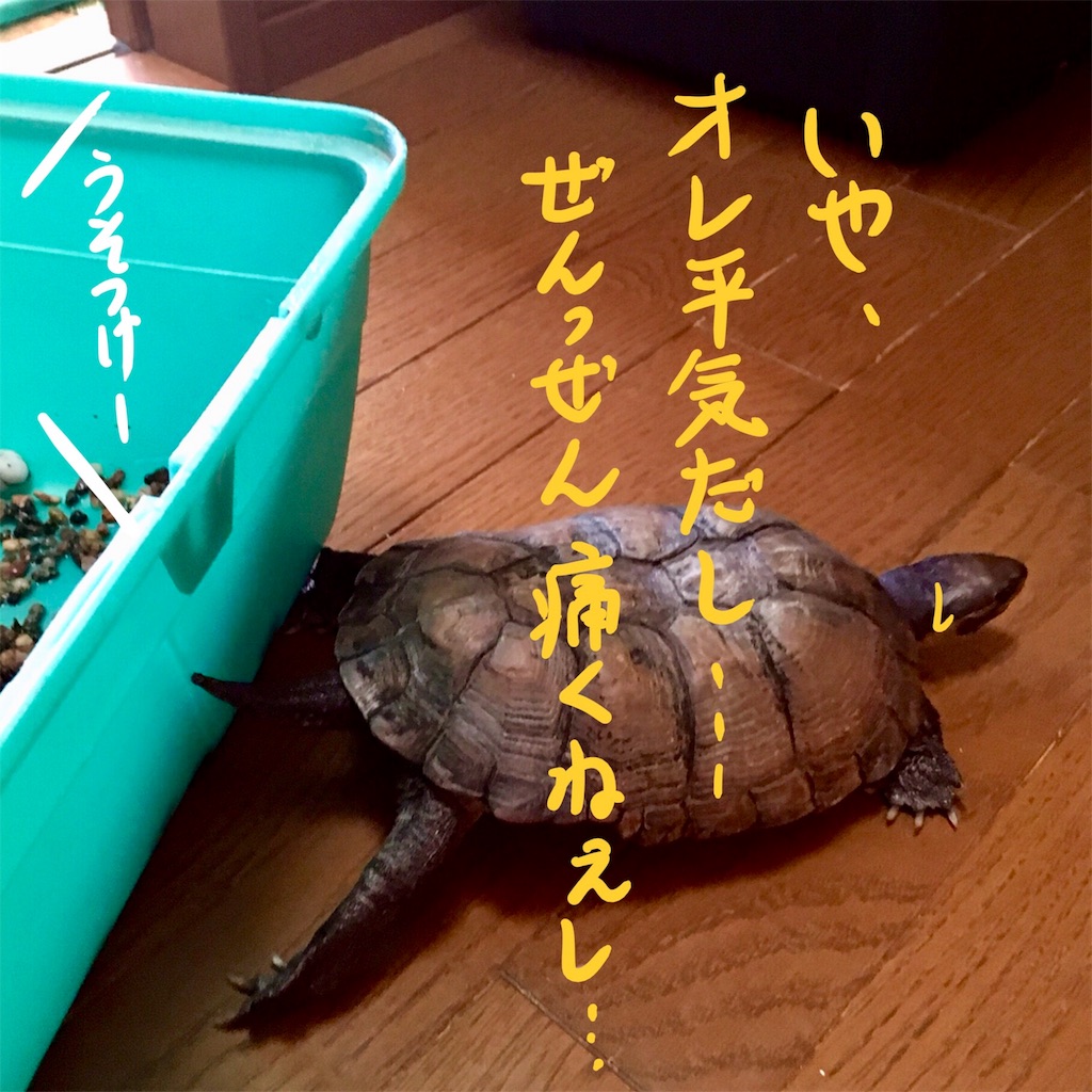 f:id:munazouchan48:20180324205416j:image