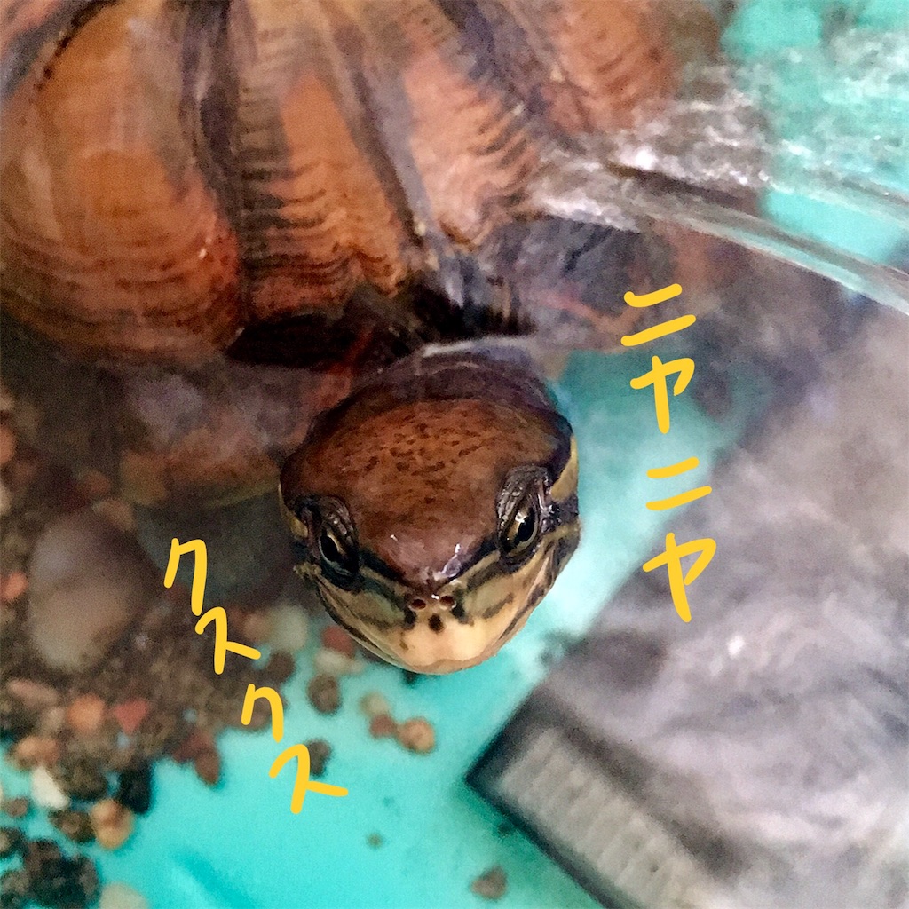 f:id:munazouchan48:20180324212524j:image