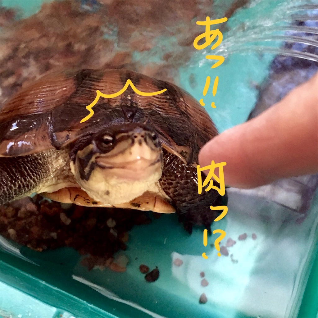 f:id:munazouchan48:20180324213822j:image