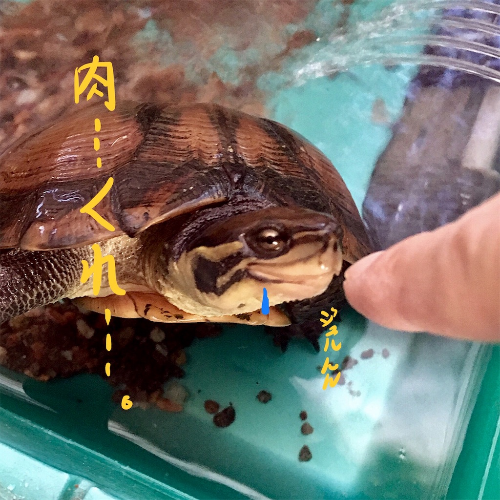 f:id:munazouchan48:20180324213836j:image