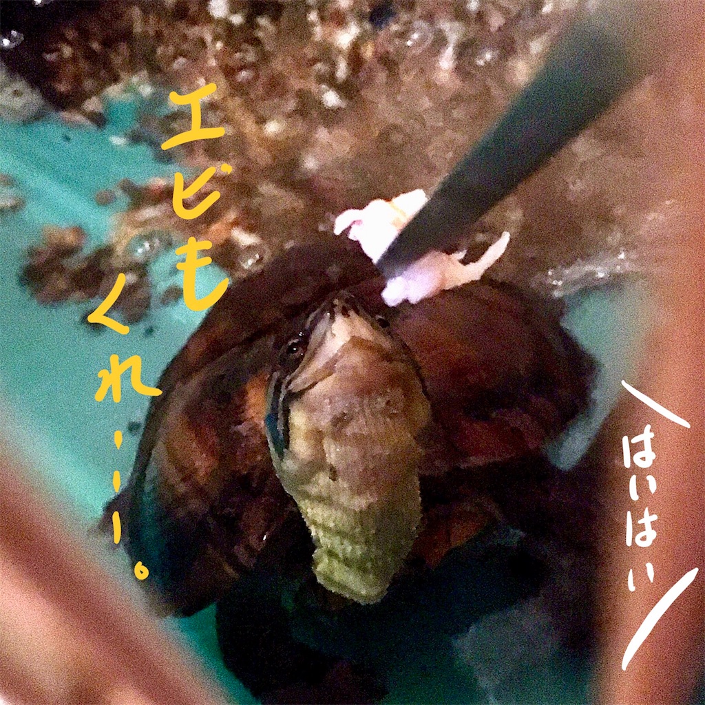 f:id:munazouchan48:20180324213903j:image