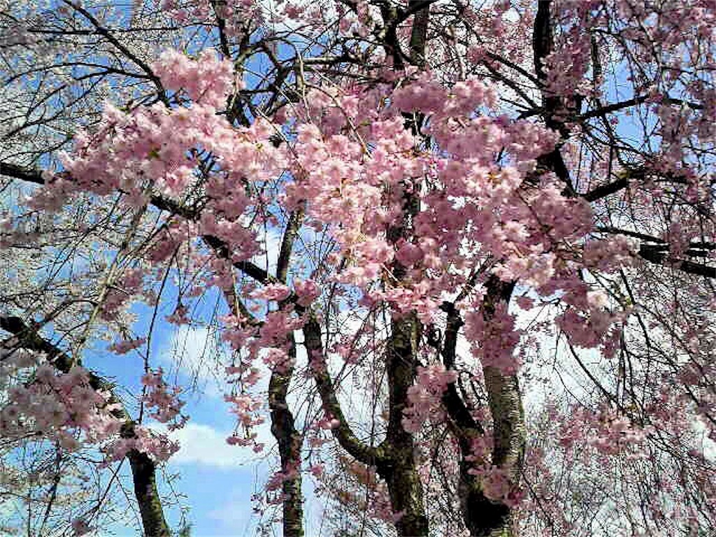 f:id:munazouchan48:20180331151959j:image