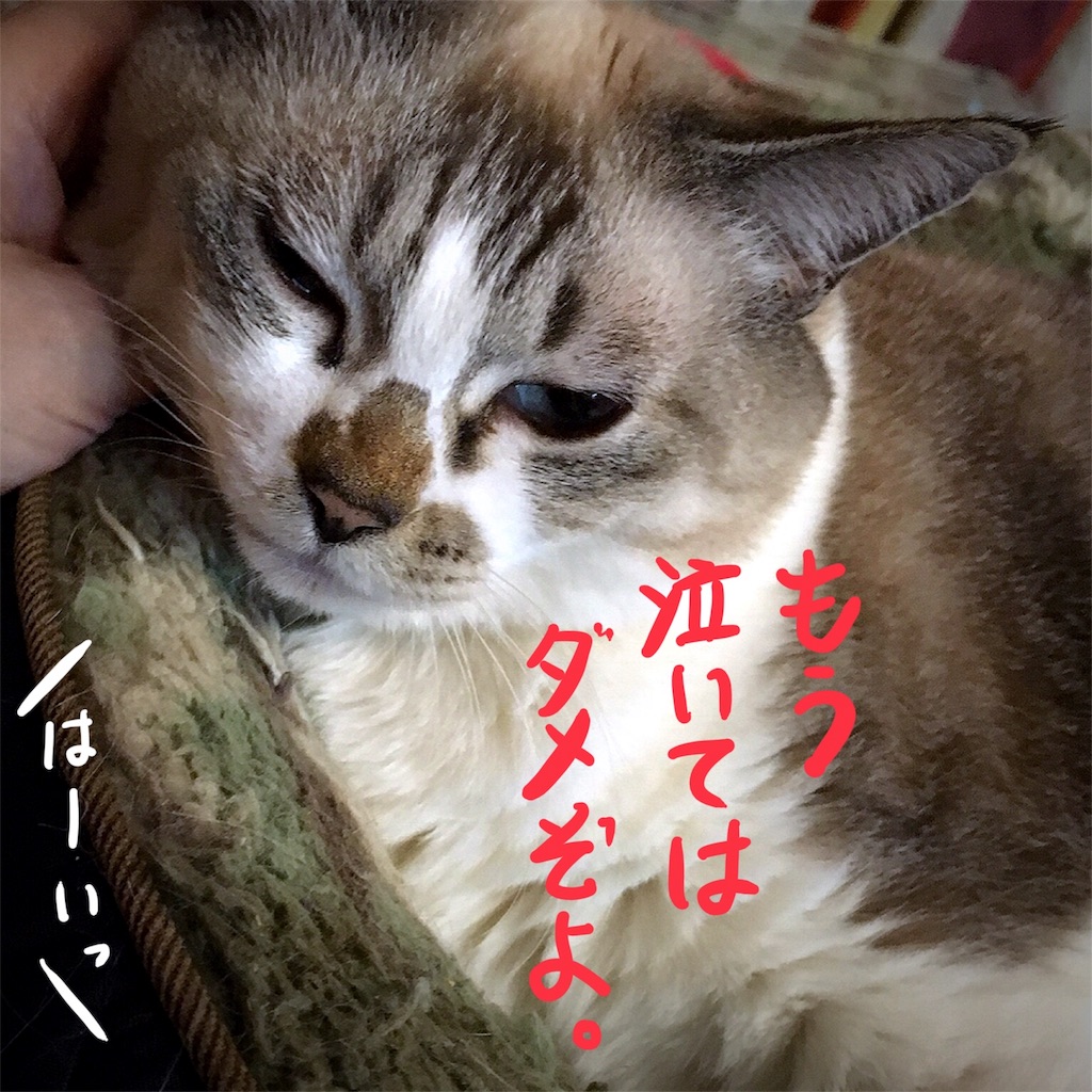 f:id:munazouchan48:20180403154253j:image