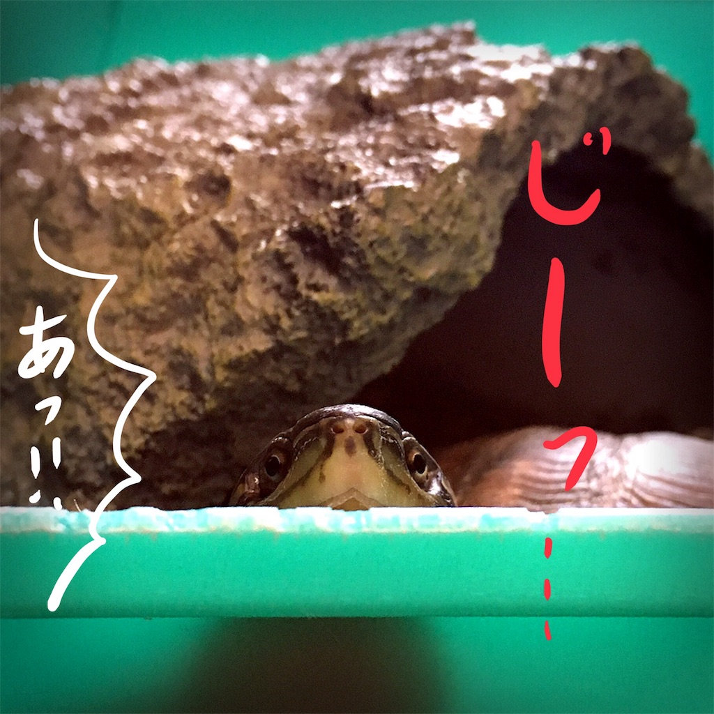 f:id:munazouchan48:20180503205053j:image f:id:munazouchan48:20180503205053j:image