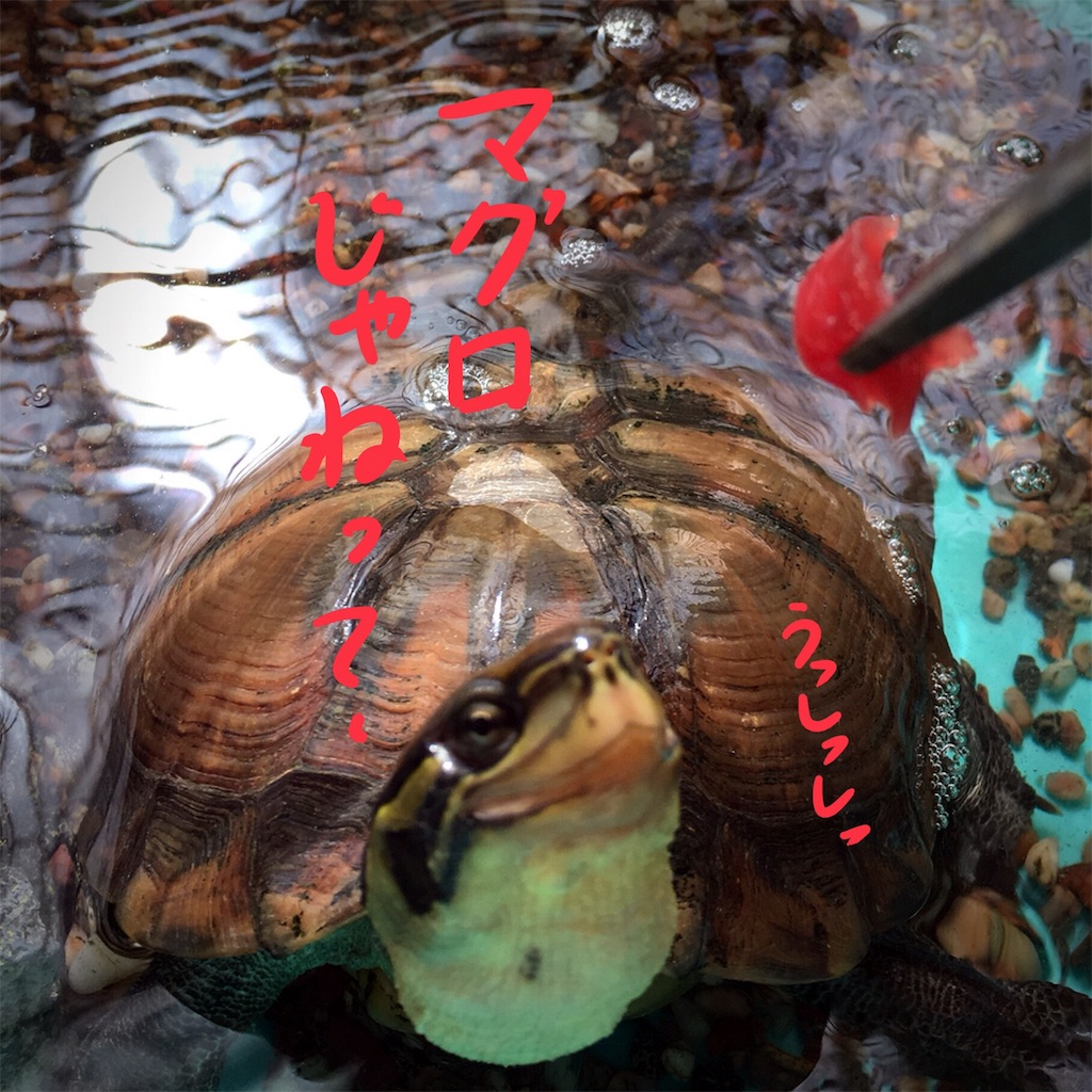 f:id:munazouchan48:20180503205327j:image f:id:munazouchan48:20180503205327j:image