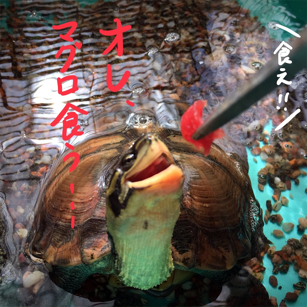 f:id:munazouchan48:20180503205403j:image f:id:munazouchan48:20180503205403j:image