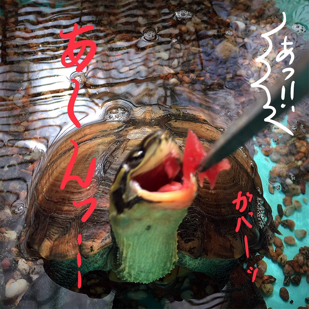 f:id:munazouchan48:20180503205422j:image f:id:munazouchan48:20180503205422j:image