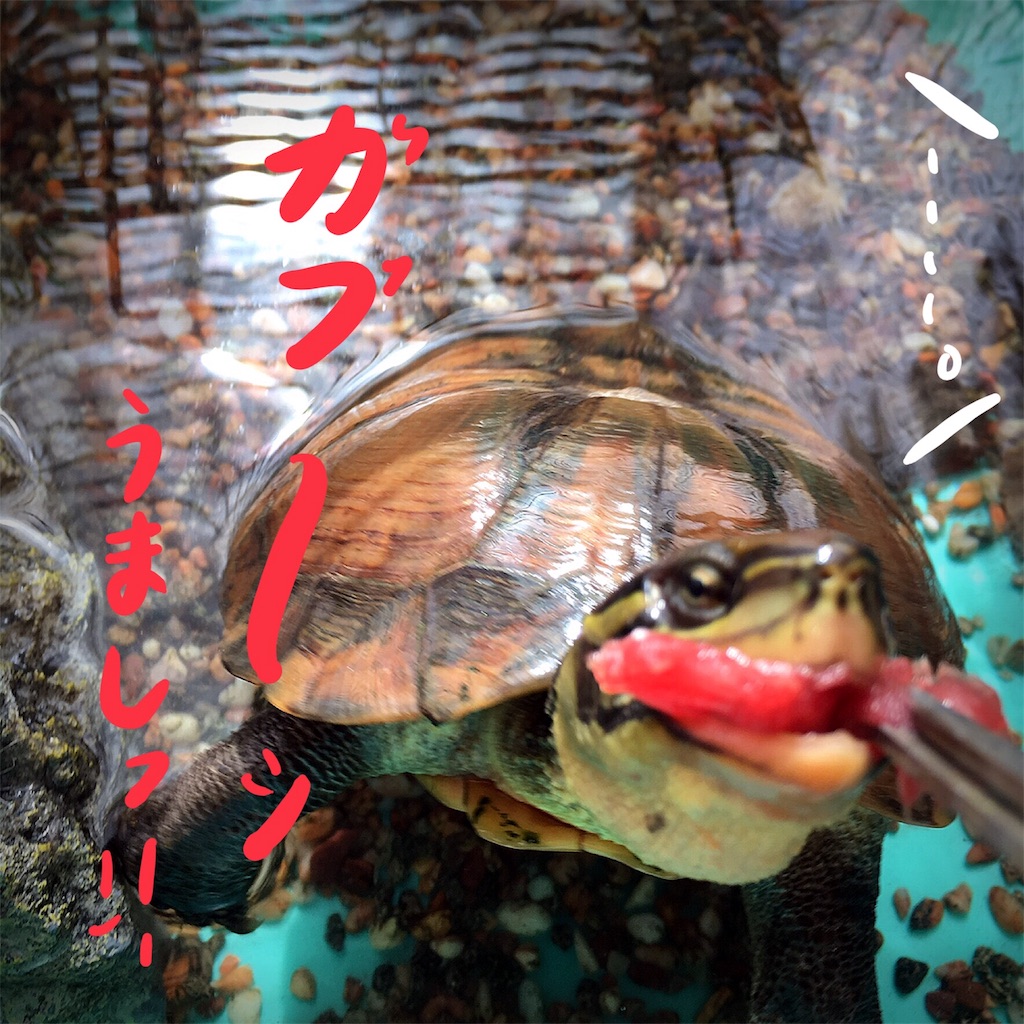 f:id:munazouchan48:20180503205437j:image f:id:munazouchan48:20180503205437j:image