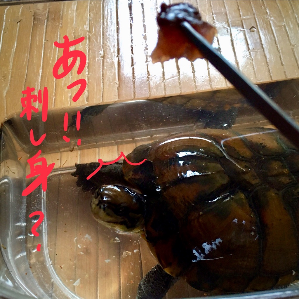 f:id:munazouchan48:20180503205934j:image f:id:munazouchan48:20180503205934j:image