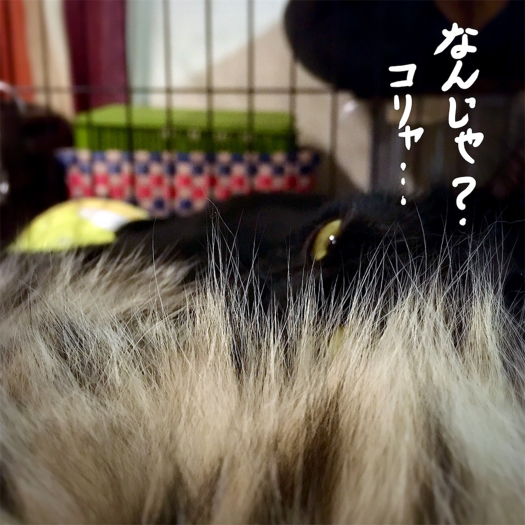 f:id:munazouchan48:20180705171336j:image