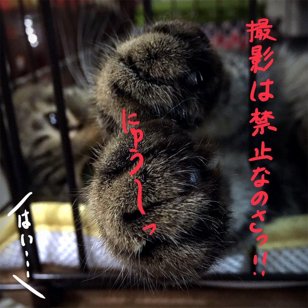 f:id:munazouchan48:20180705171446j:image