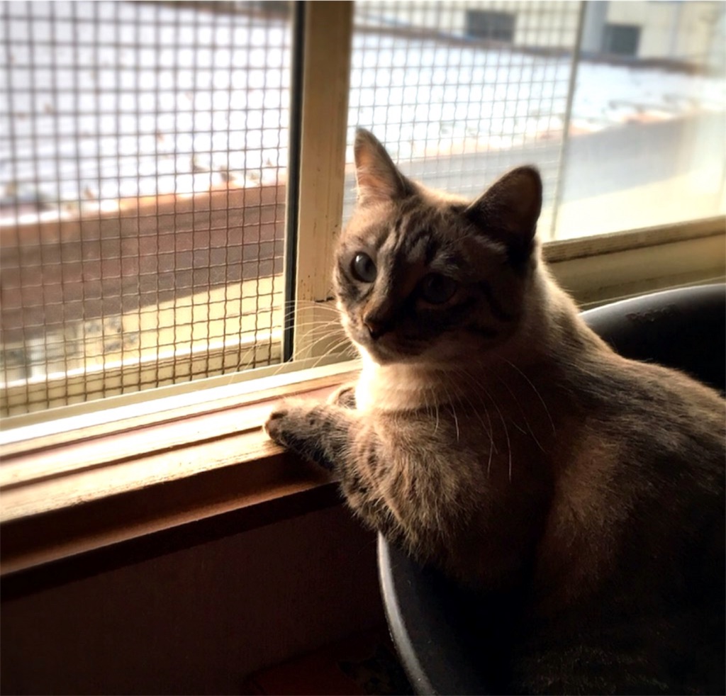 f:id:munazouchan48:20180705191059j:image