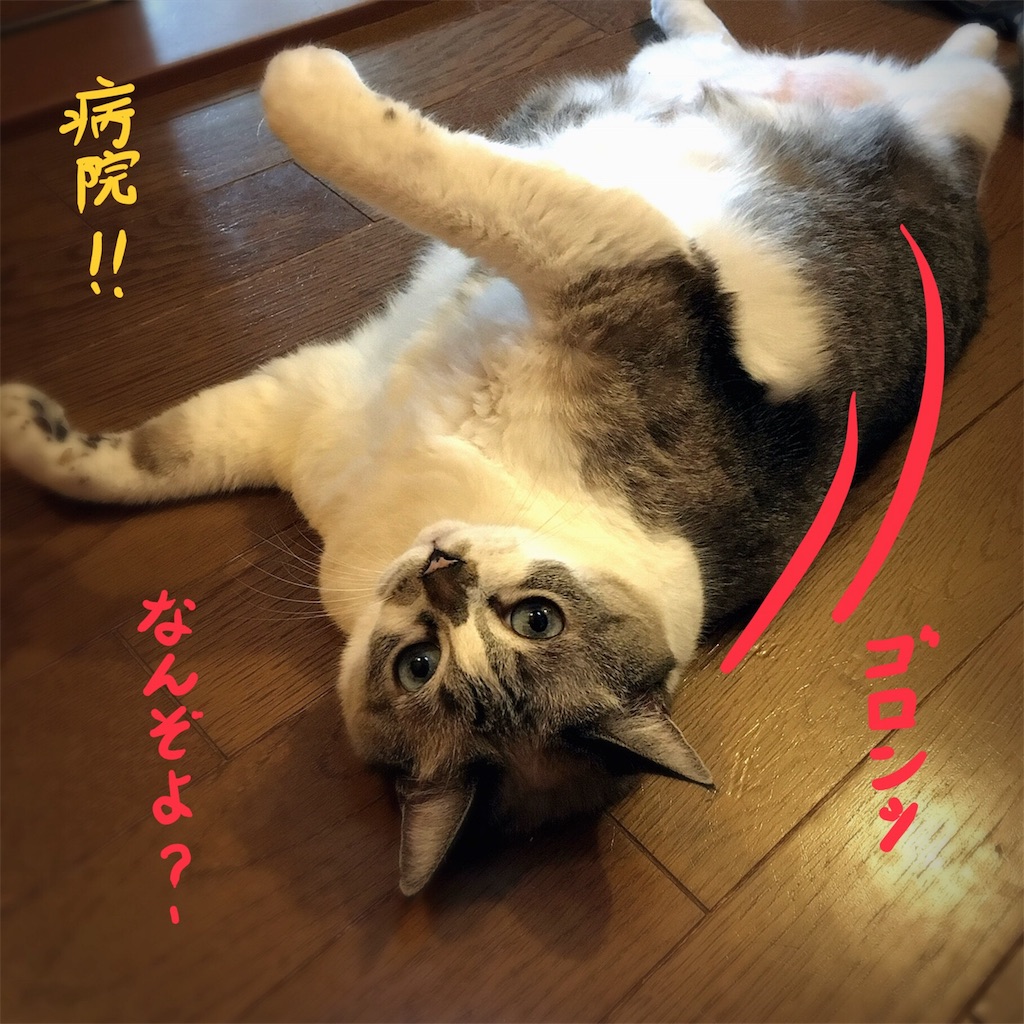 f:id:munazouchan48:20180809173724j:image