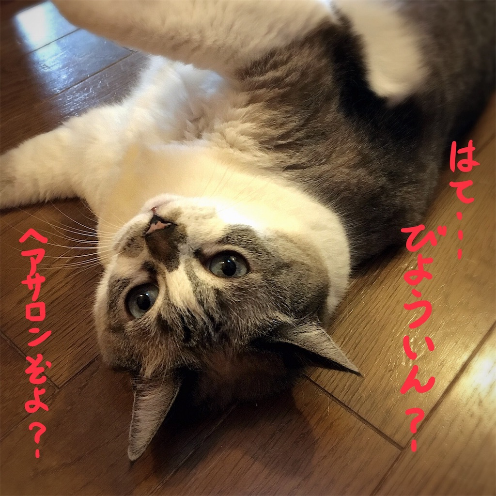 f:id:munazouchan48:20180809173742j:image