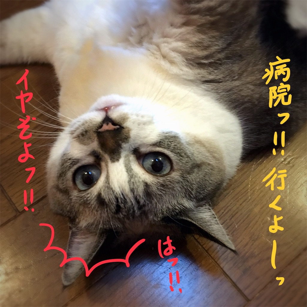 f:id:munazouchan48:20180809173756j:image