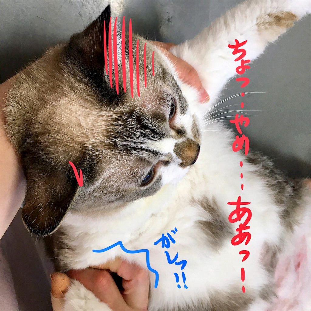 f:id:munazouchan48:20180810163727j:image