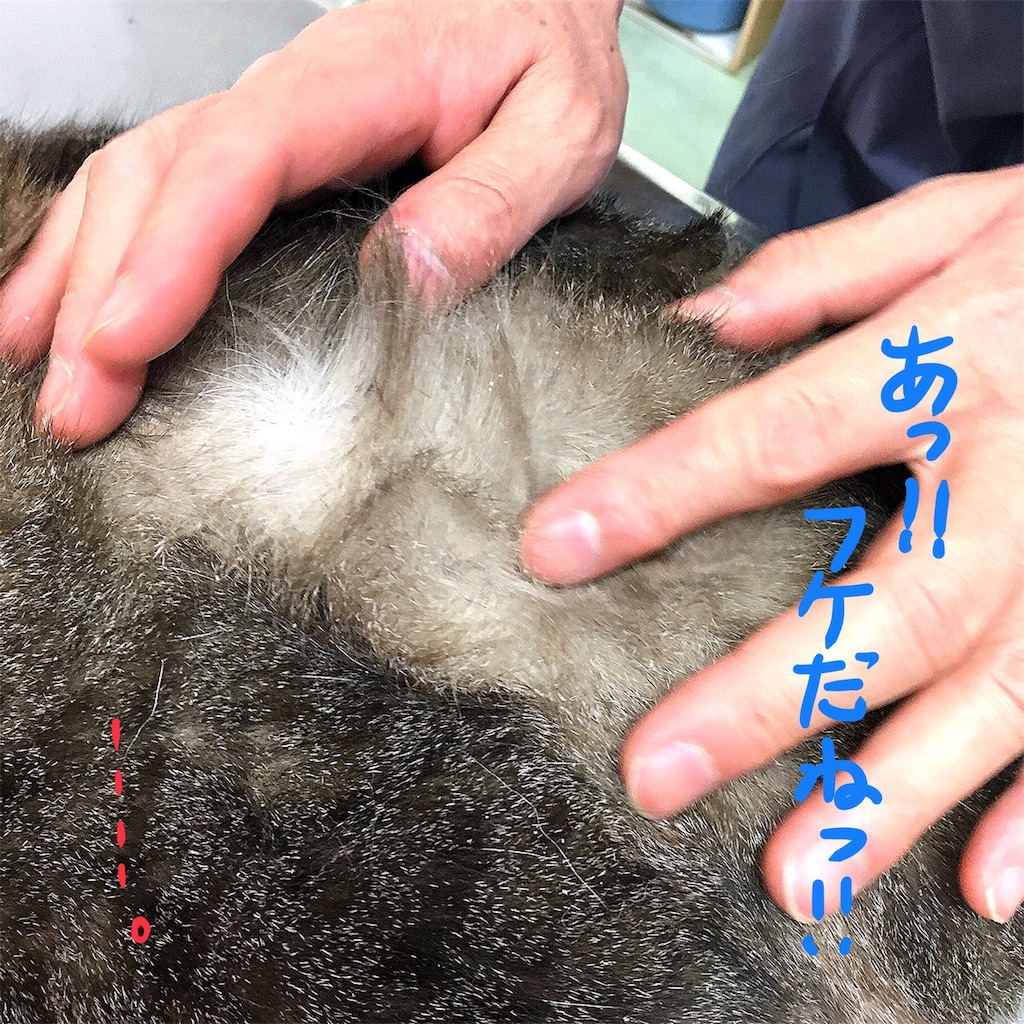 f:id:munazouchan48:20180810163917j:image