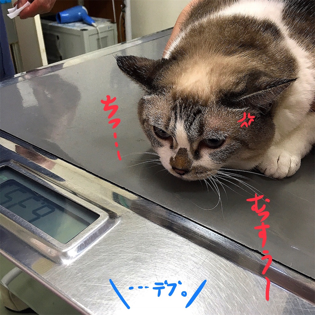 f:id:munazouchan48:20180810163947j:image