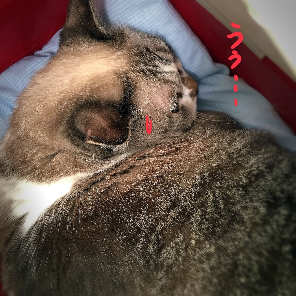 f:id:munazouchan48:20180810173049j:image f:id:munazouchan48:20180810173049j:image