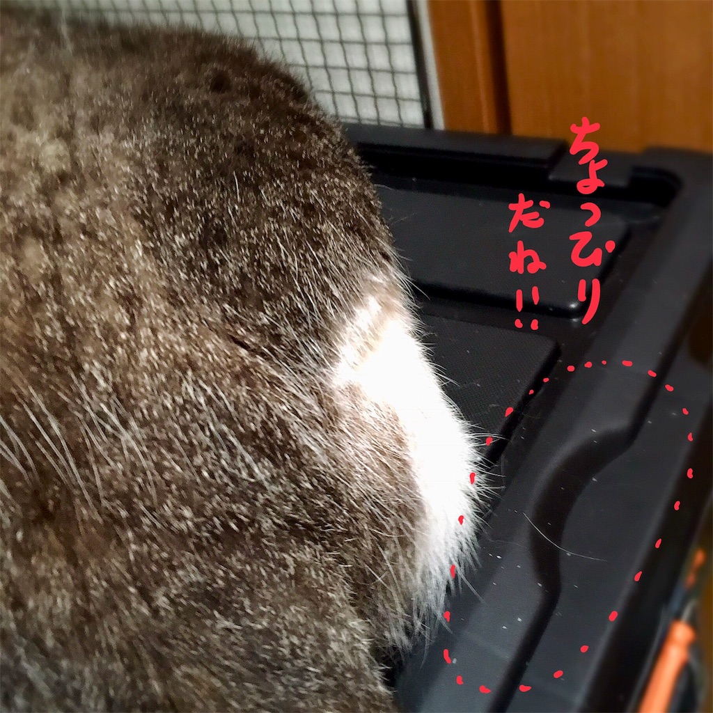 f:id:munazouchan48:20180814142959j:image