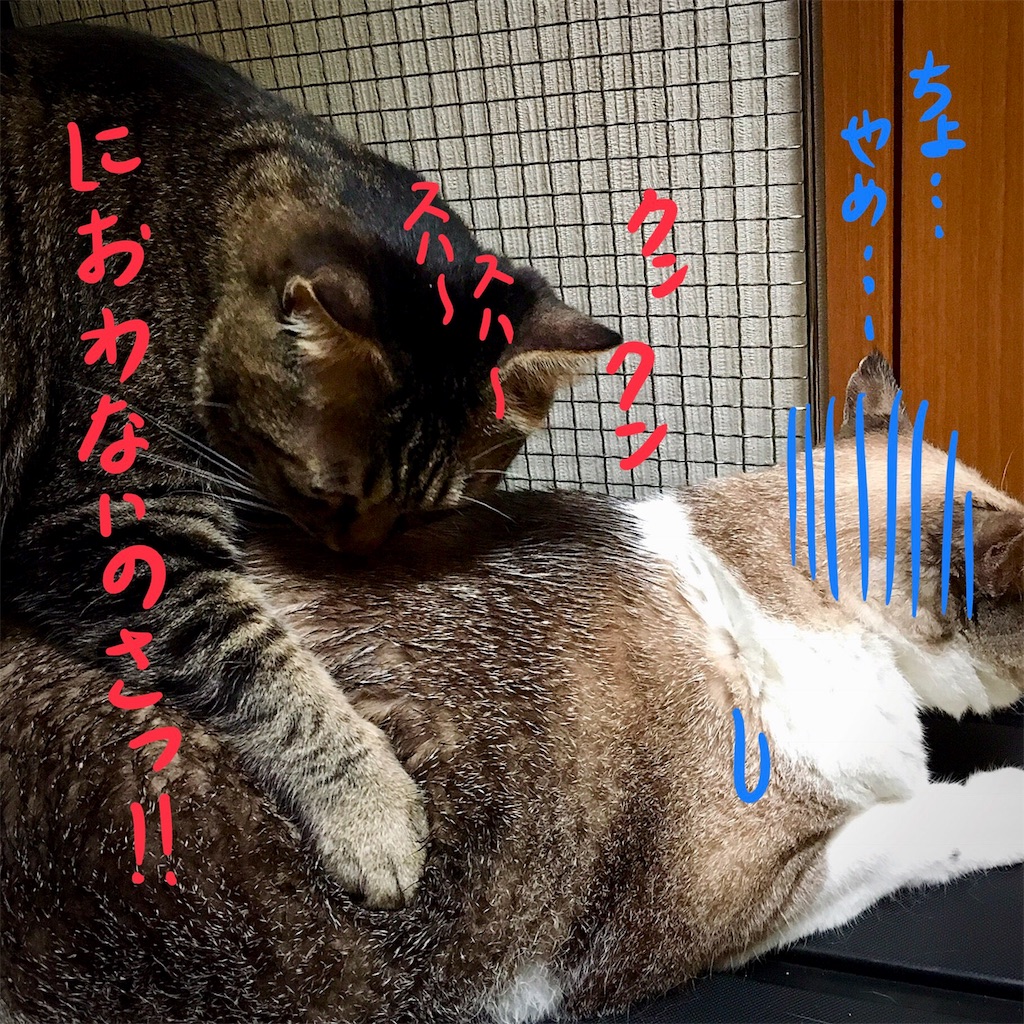 f:id:munazouchan48:20180819143139j:image f:id:munazouchan48:20180819143139j:image