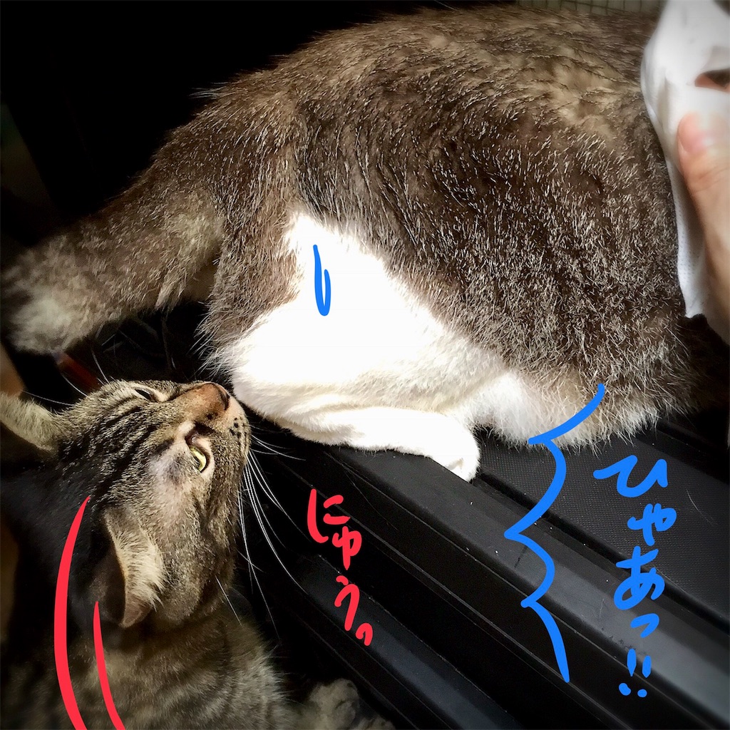 f:id:munazouchan48:20180819143334j:image f:id:munazouchan48:20180819143334j:image