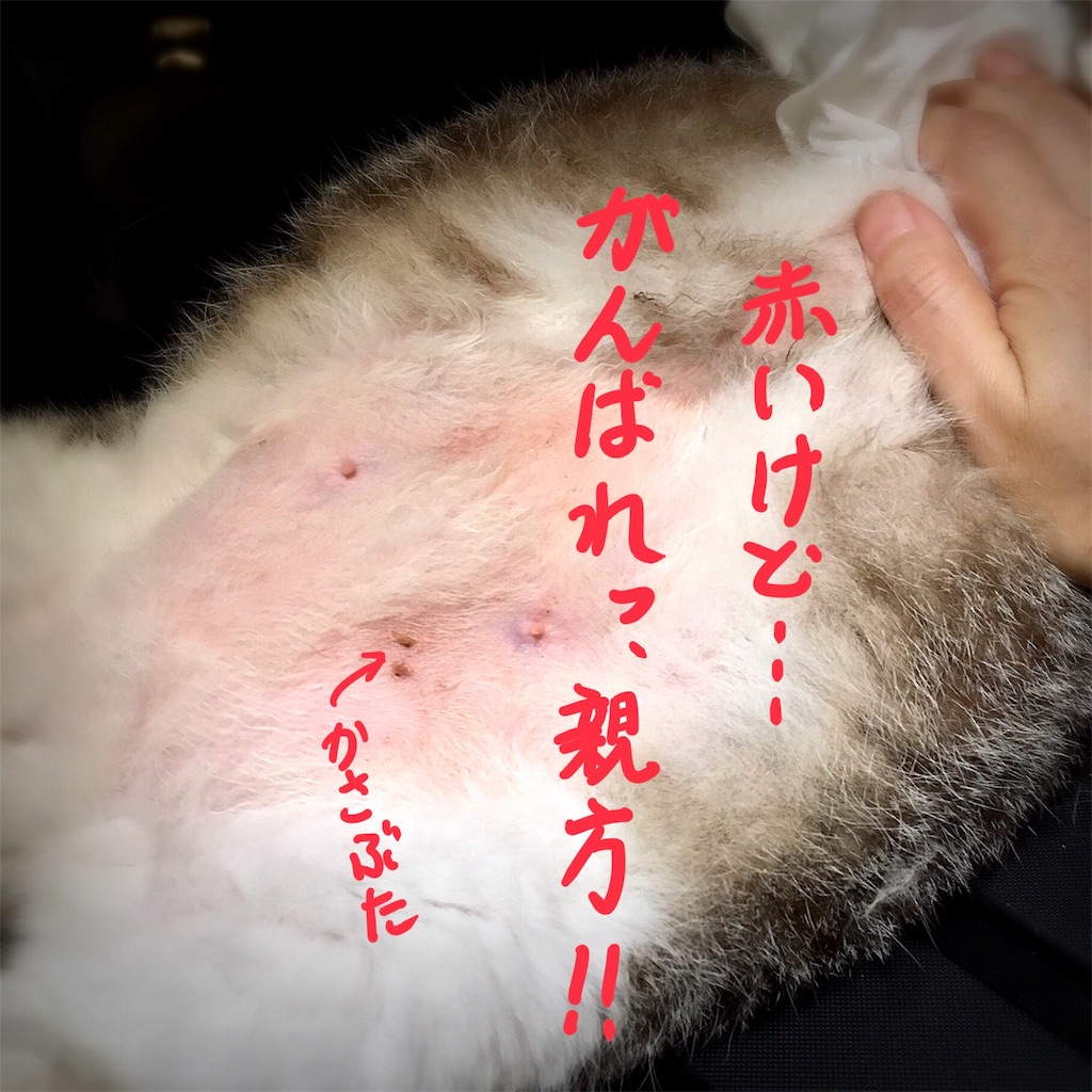 f:id:munazouchan48:20180819143618j:image f:id:munazouchan48:20180819143618j:image