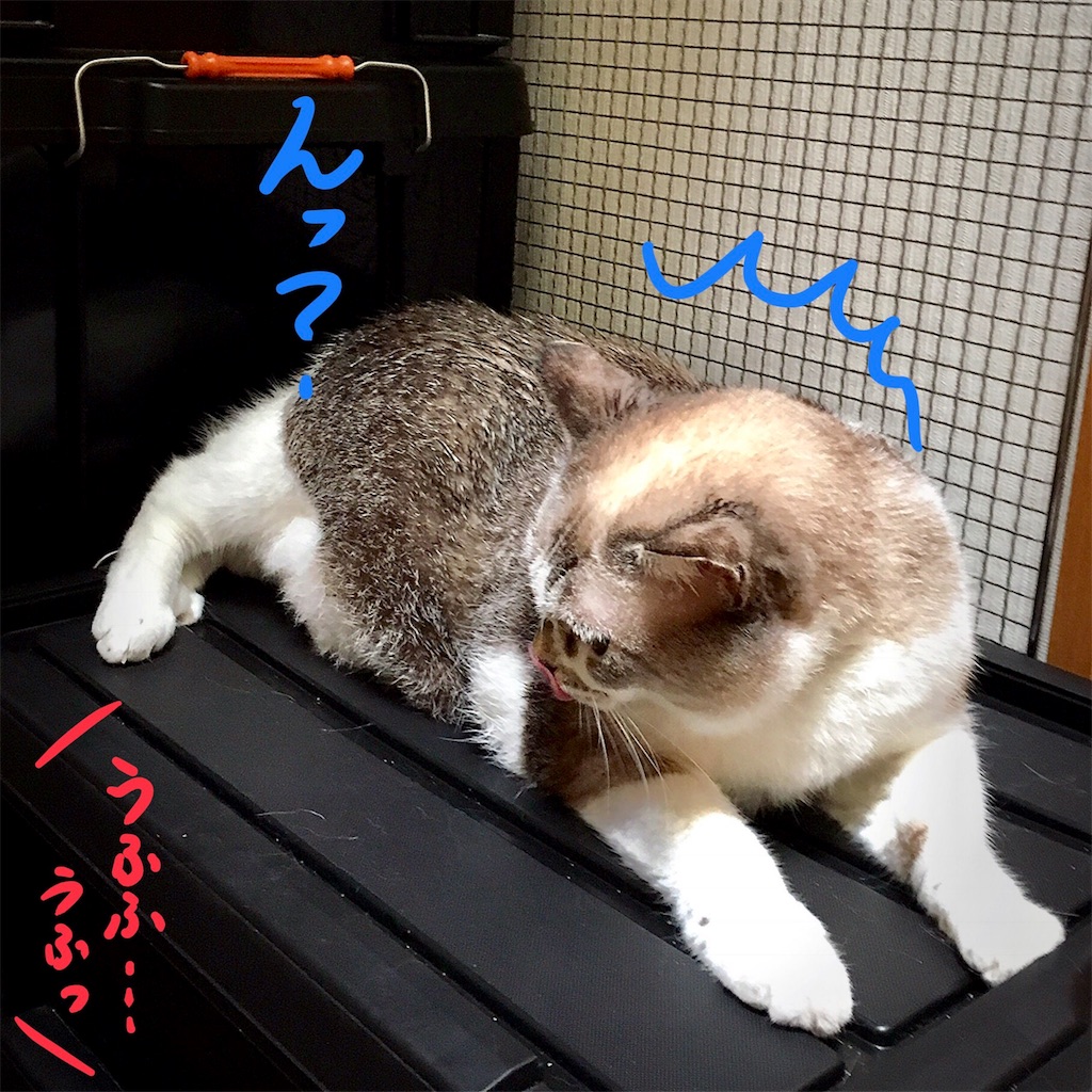 f:id:munazouchan48:20180819143823j:image f:id:munazouchan48:20180819143823j:image