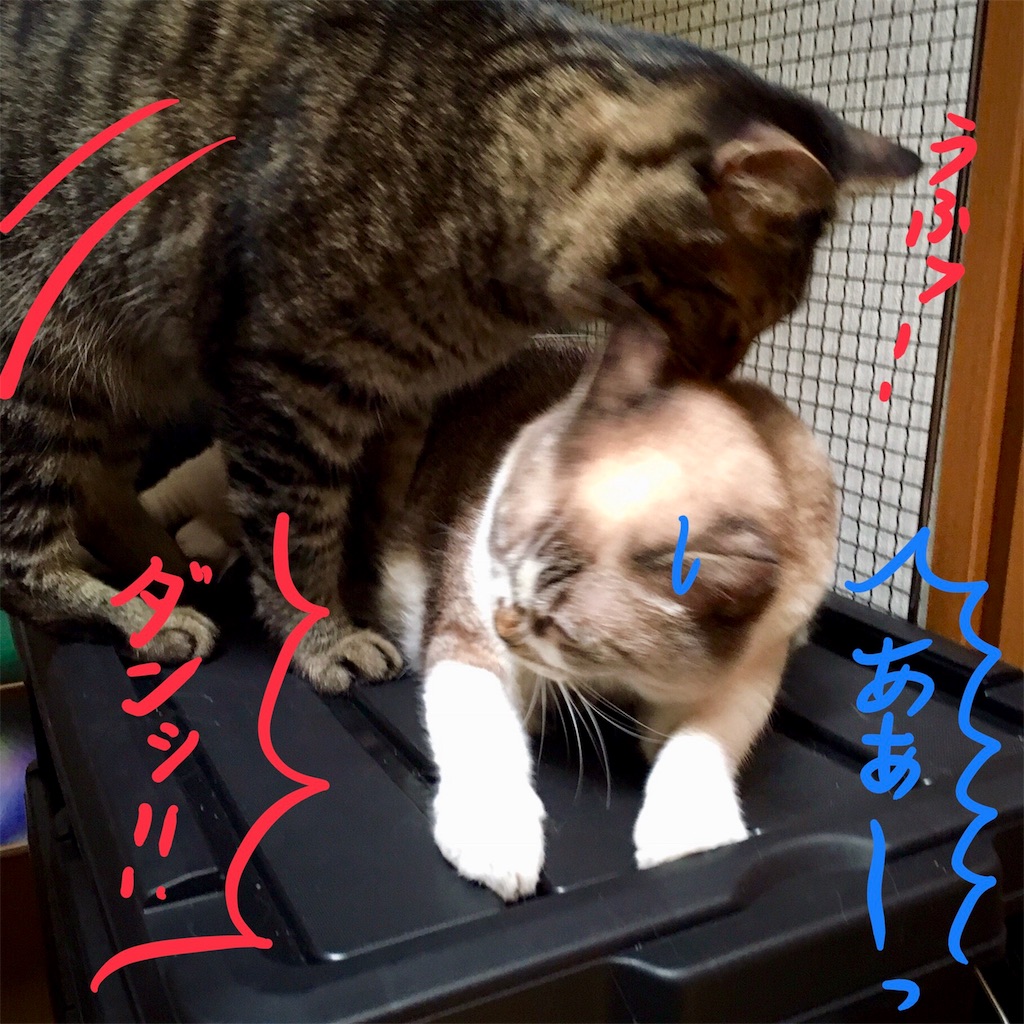 f:id:munazouchan48:20180819143841j:image f:id:munazouchan48:20180819143841j:image