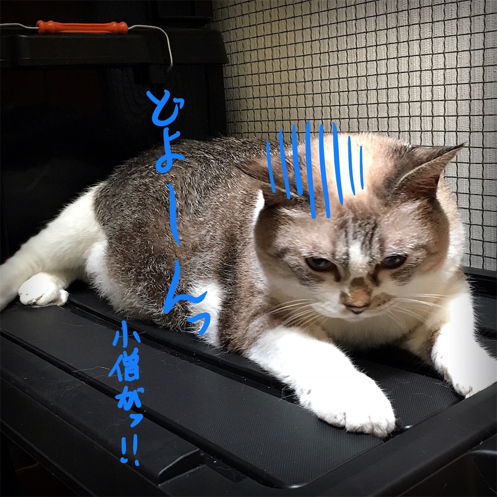 f:id:munazouchan48:20180819143927j:image f:id:munazouchan48:20180819143927j:image