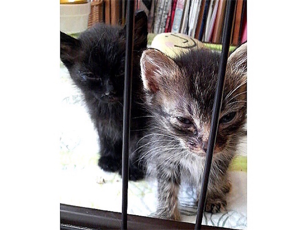 f:id:munazouchan48:20181029140124j:image f:id:munazouchan48:20181029140124j:image