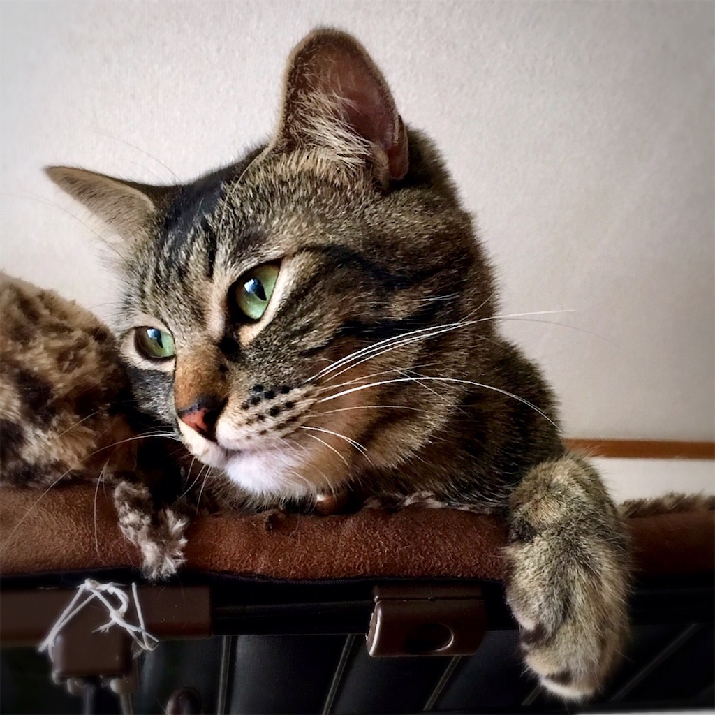 f:id:munazouchan48:20181029152908j:image f:id:munazouchan48:20181029152908j:image