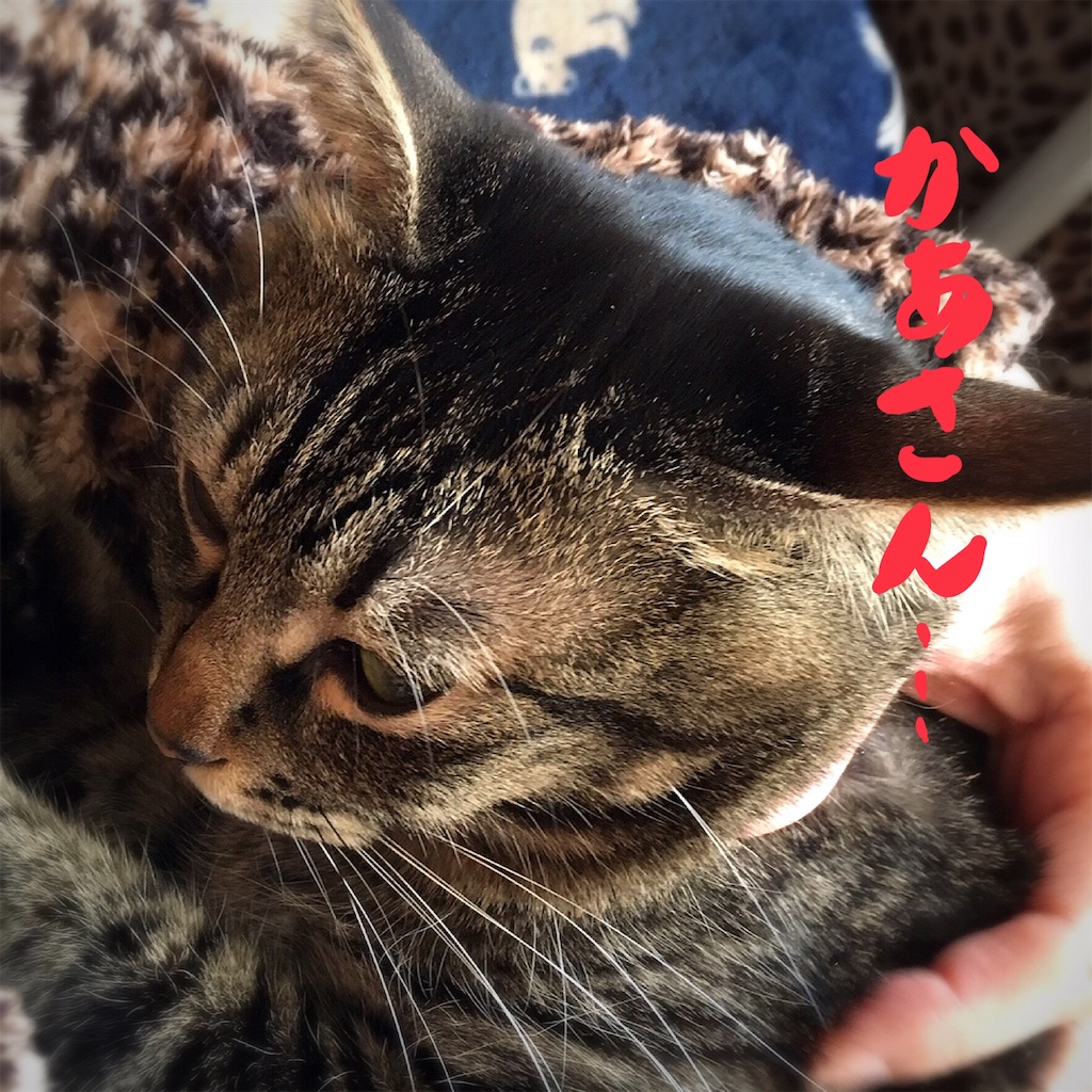 f:id:munazouchan48:20181029153012j:image f:id:munazouchan48:20181029153012j:image