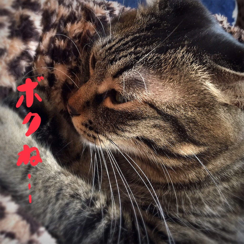 f:id:munazouchan48:20181029153026j:image f:id:munazouchan48:20181029153026j:image