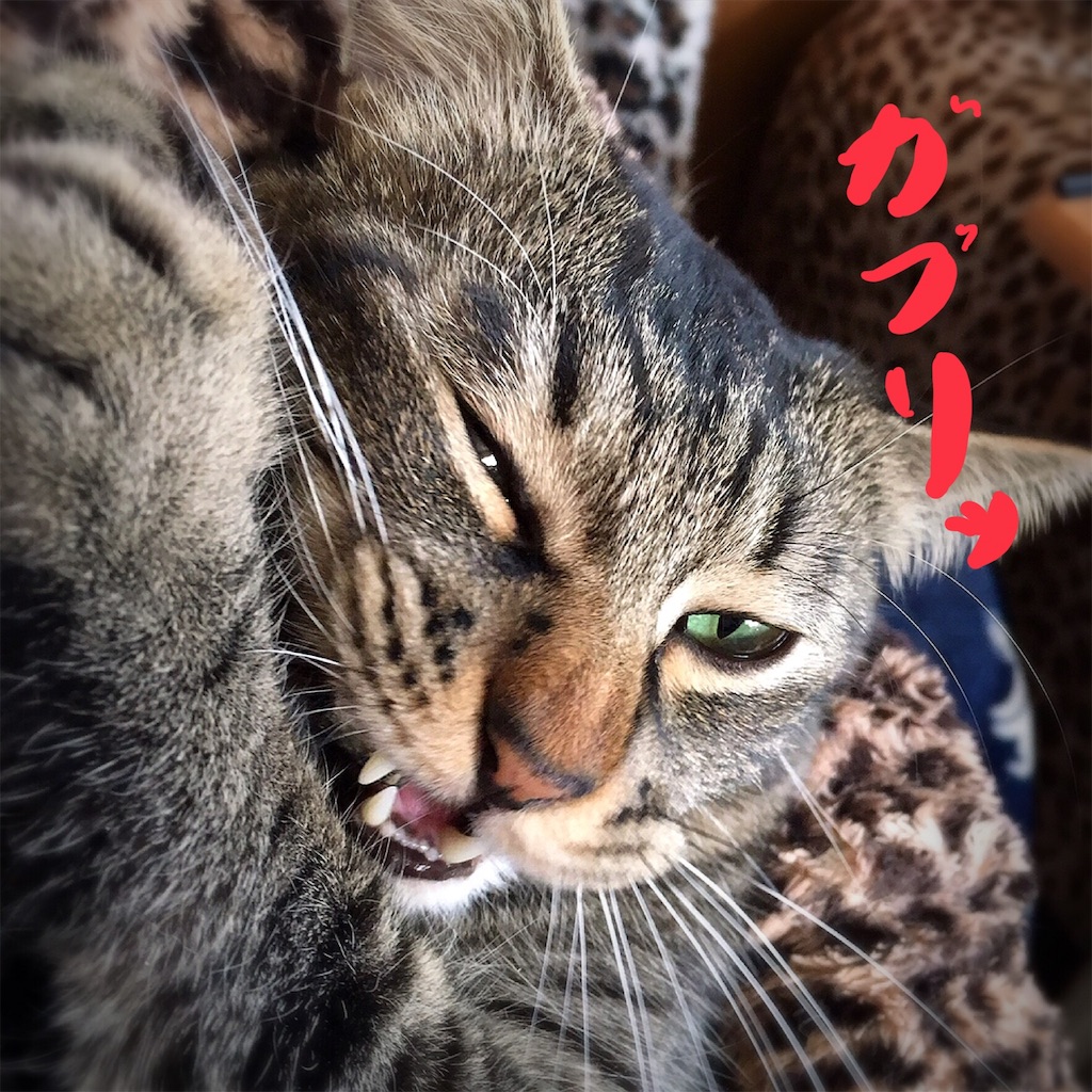 f:id:munazouchan48:20181029153054j:image f:id:munazouchan48:20181029153054j:image