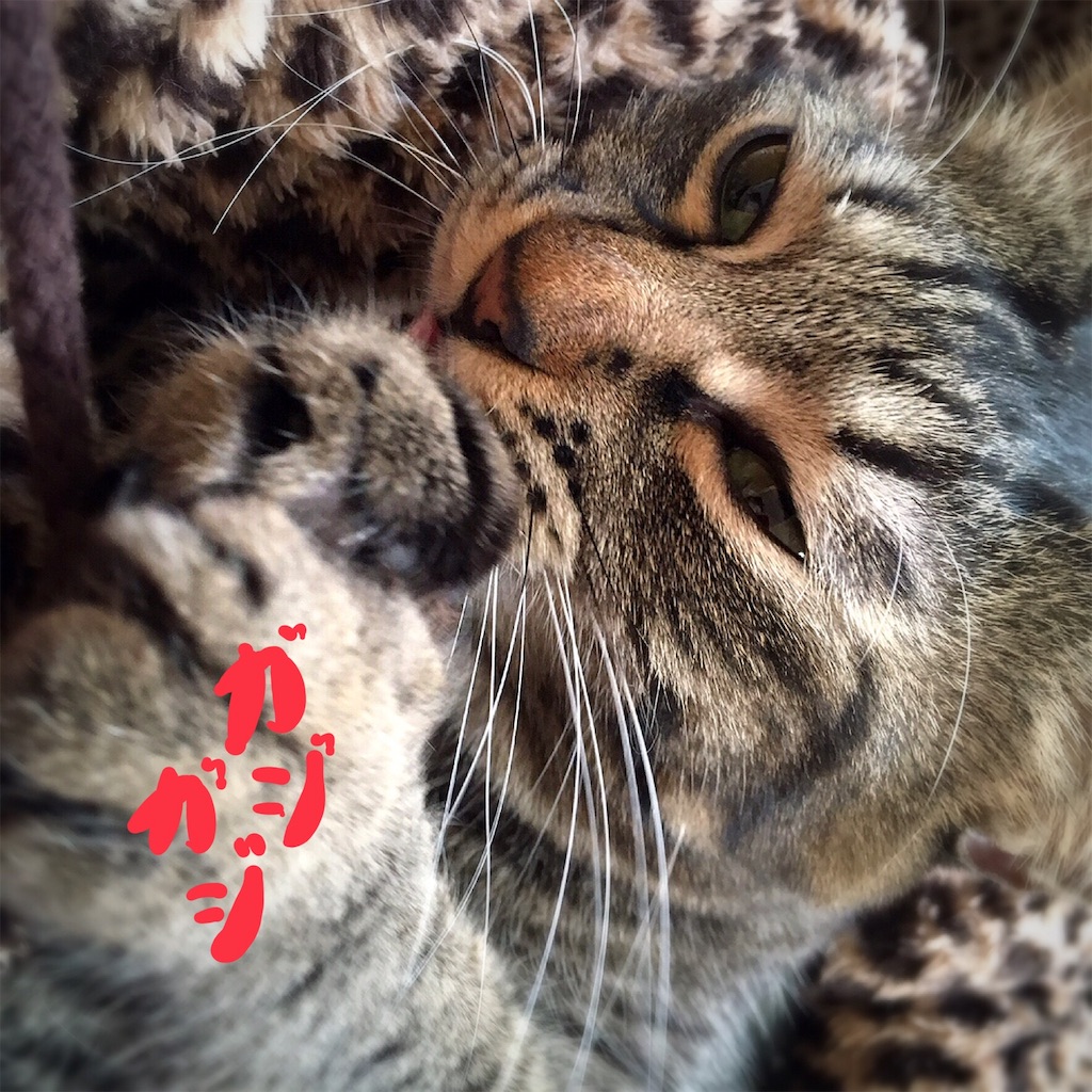 f:id:munazouchan48:20181029153106j:image f:id:munazouchan48:20181029153106j:image