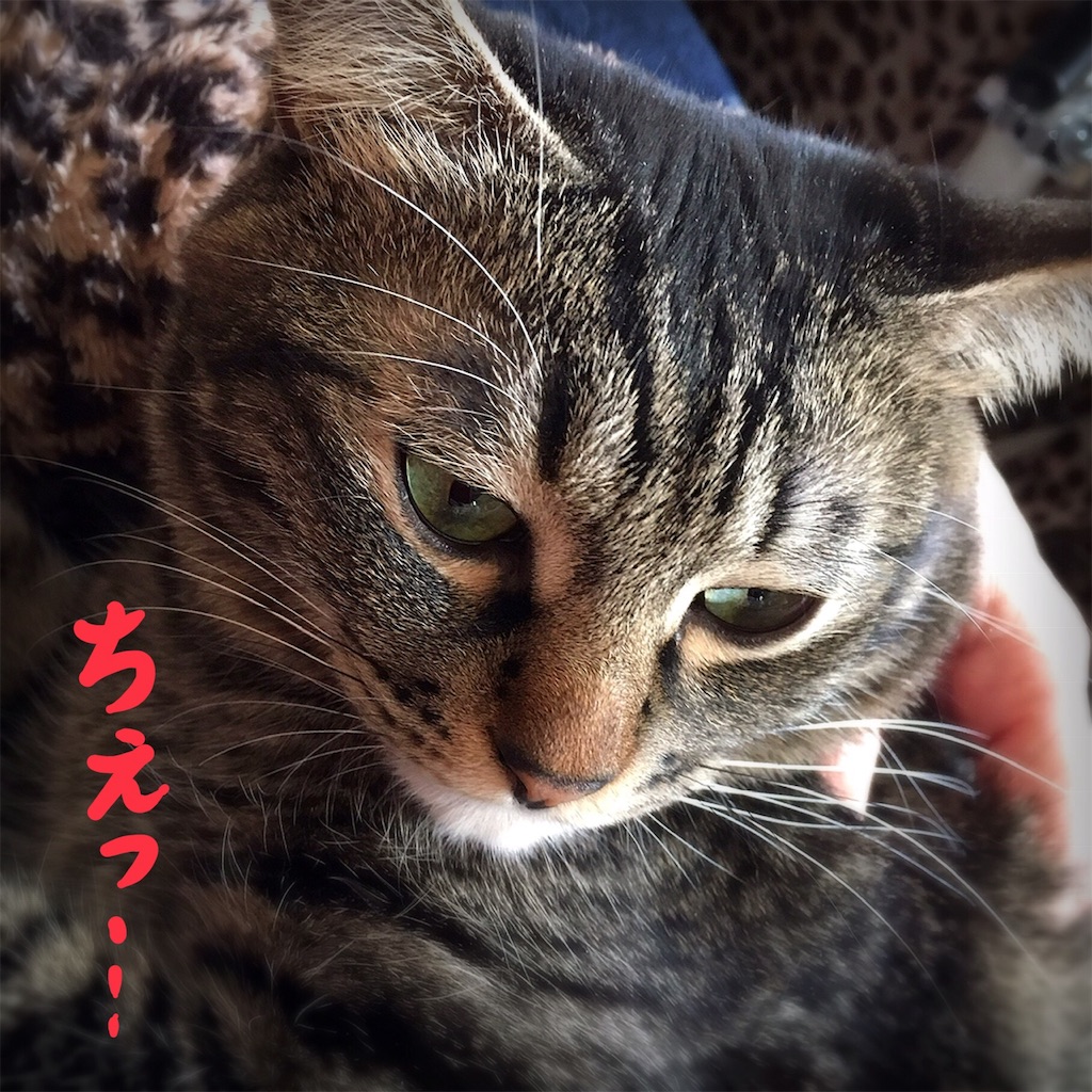 f:id:munazouchan48:20181029153132j:image f:id:munazouchan48:20181029153132j:image