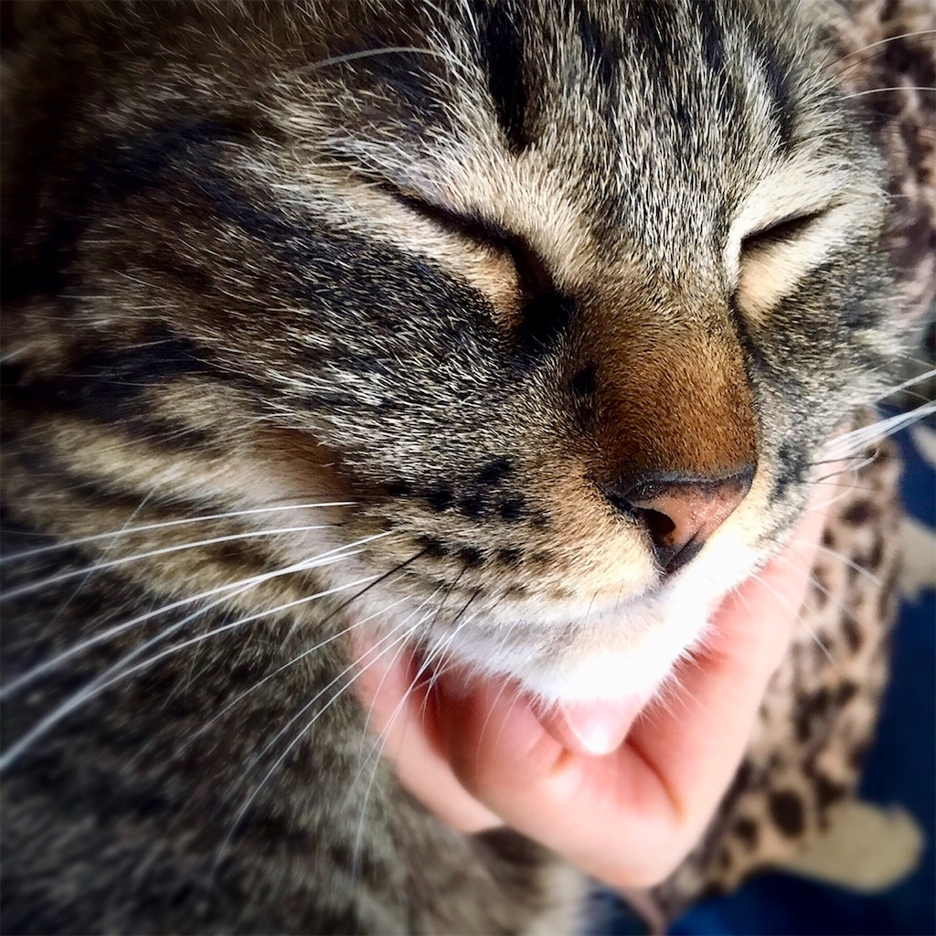 f:id:munazouchan48:20181029153230j:image f:id:munazouchan48:20181029153230j:image