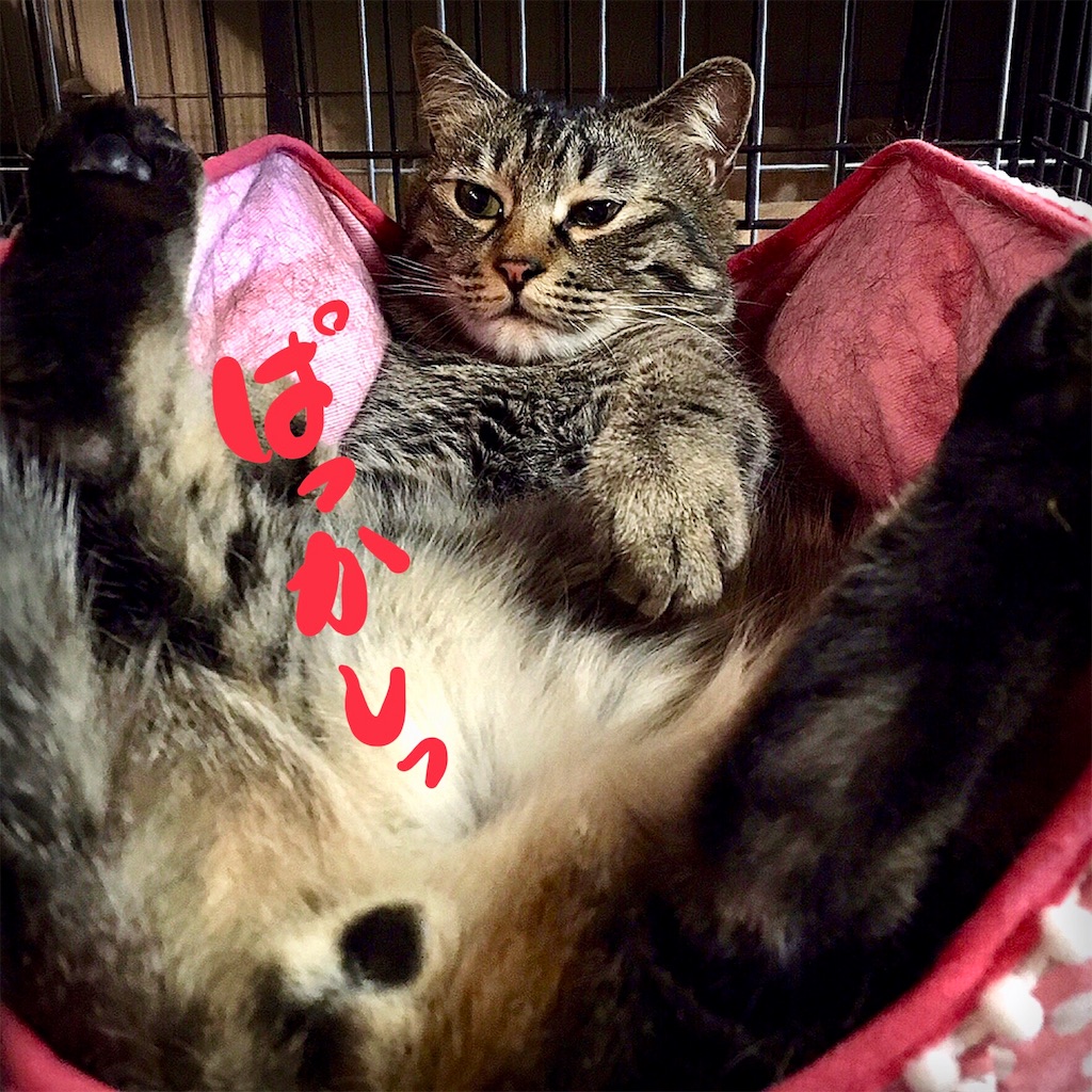 f:id:munazouchan48:20181029154730j:image f:id:munazouchan48:20181029154730j:image