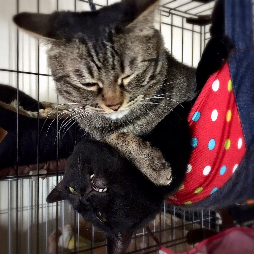 f:id:munazouchan48:20181029162326j:image f:id:munazouchan48:20181029162326j:image