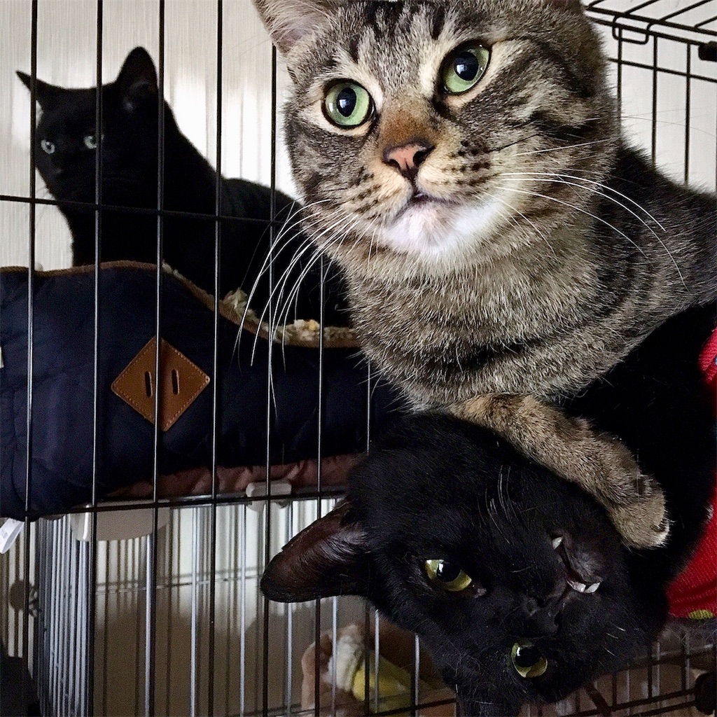 f:id:munazouchan48:20181029162336j:image f:id:munazouchan48:20181029162336j:image