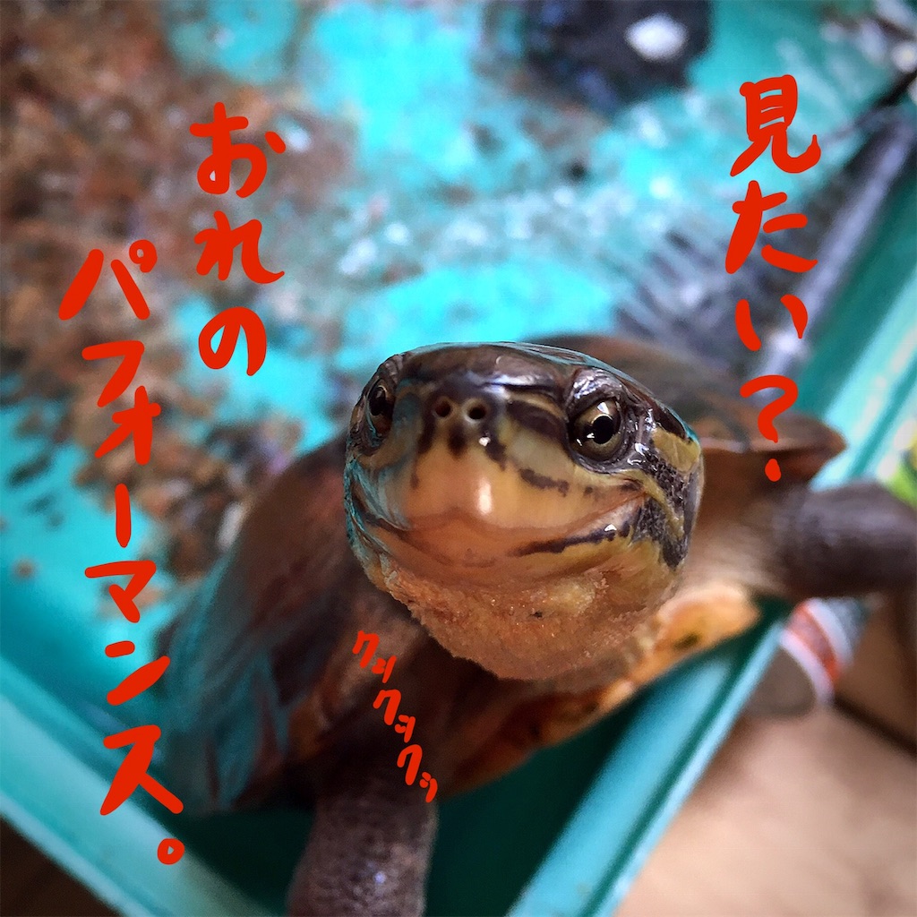 f:id:munazouchan48:20181207154242j:image