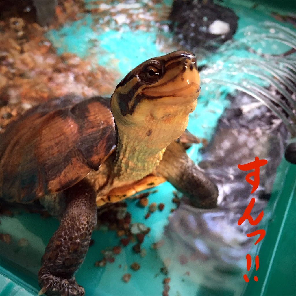 f:id:munazouchan48:20181207154338j:image