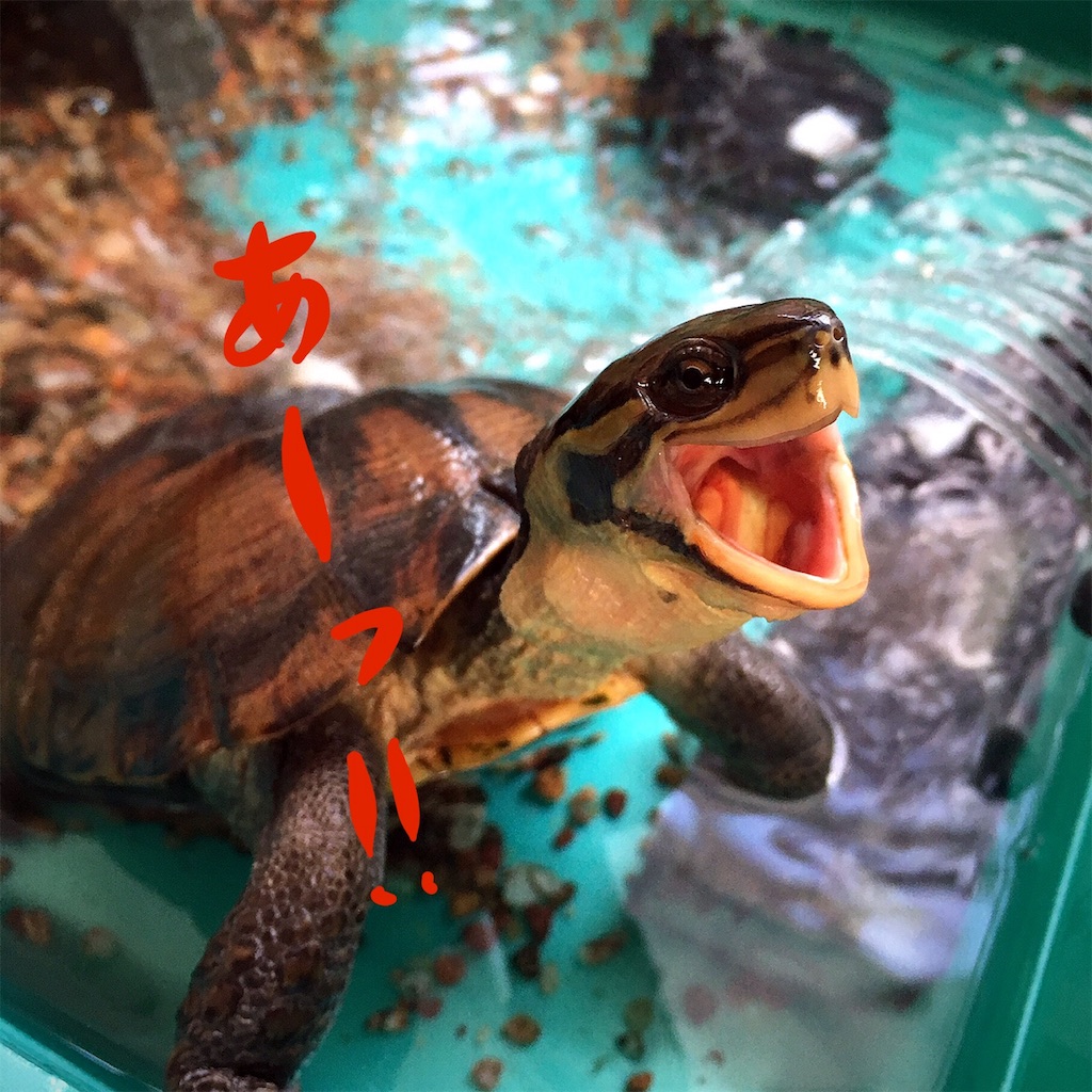 f:id:munazouchan48:20181207154352j:image