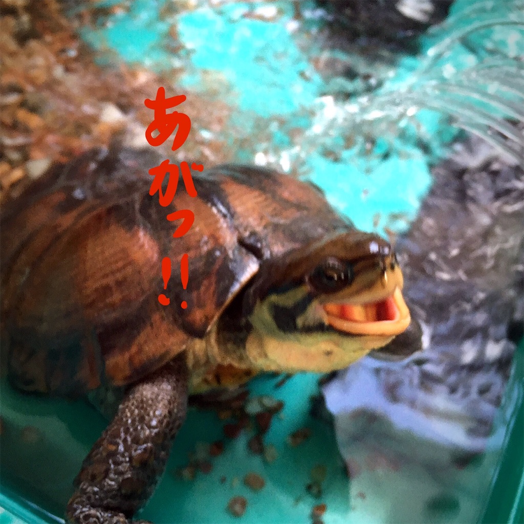 f:id:munazouchan48:20181207154412j:image