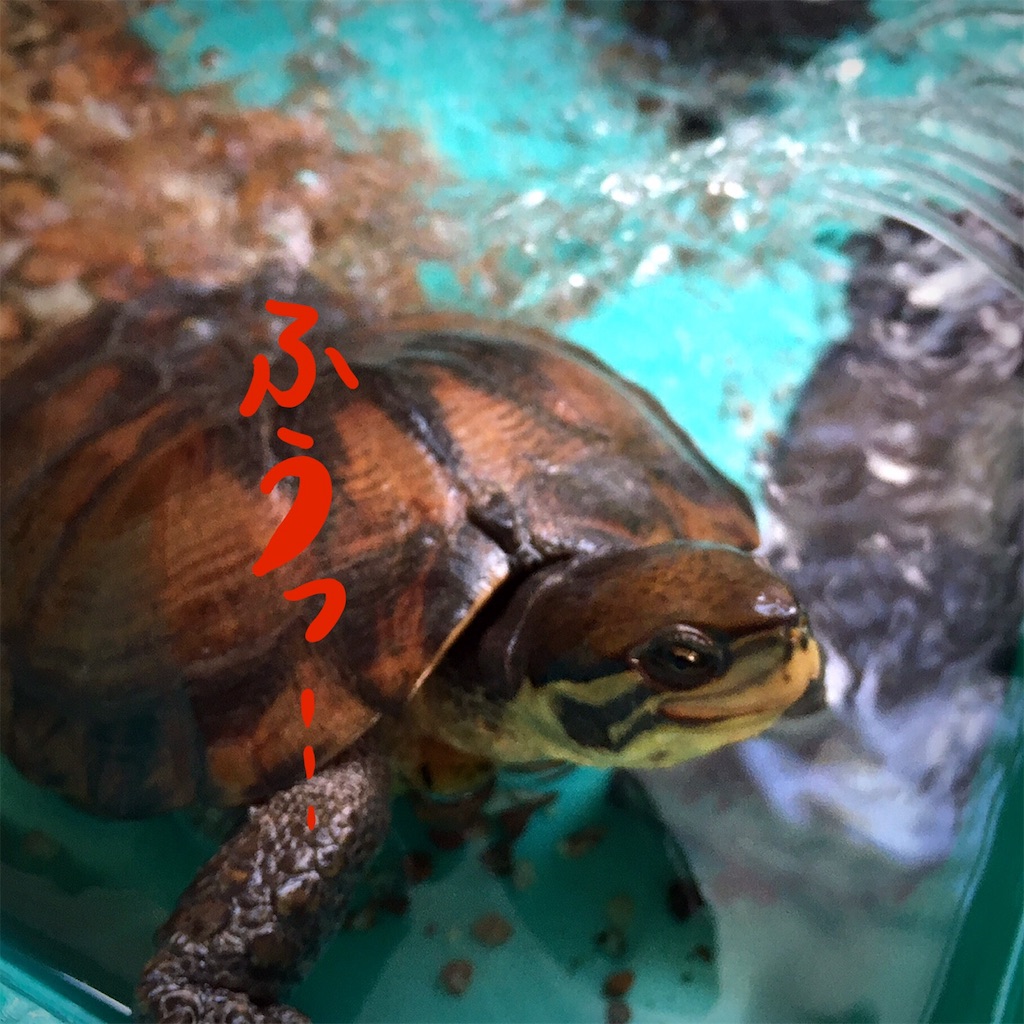 f:id:munazouchan48:20181207154427j:image