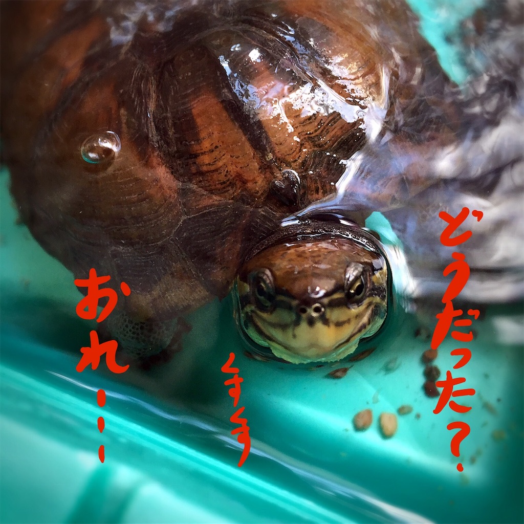 f:id:munazouchan48:20181207154446j:image