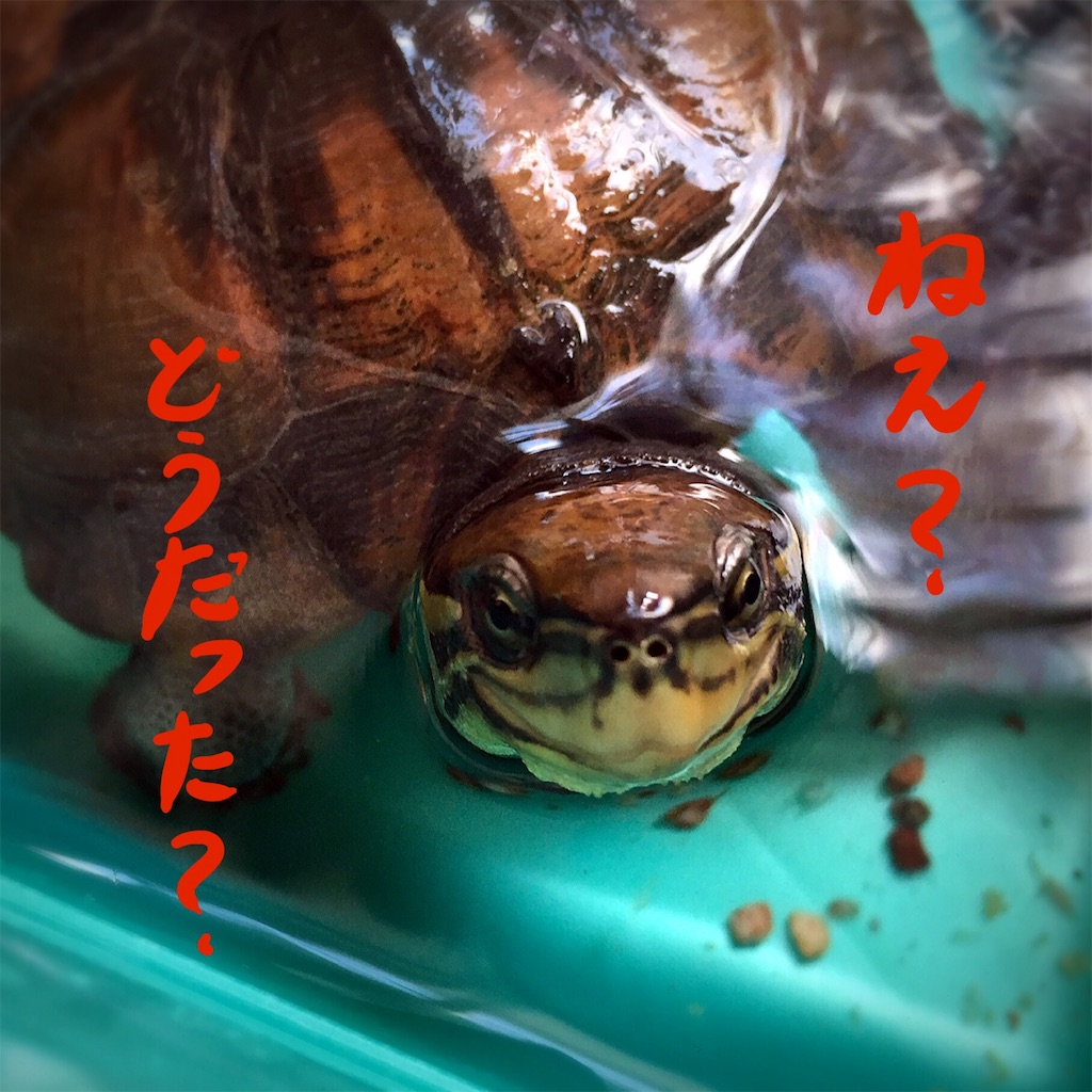 f:id:munazouchan48:20181207154500j:image