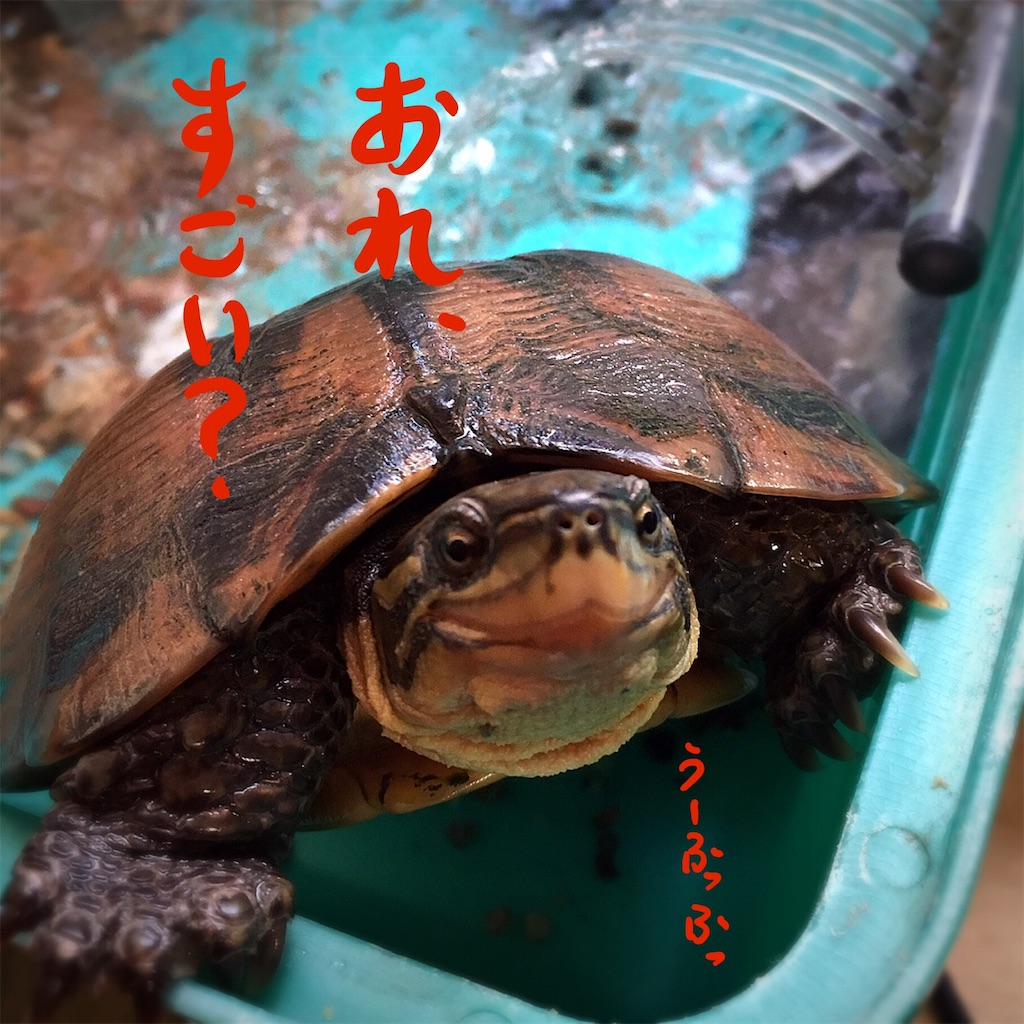 f:id:munazouchan48:20181207154528j:image